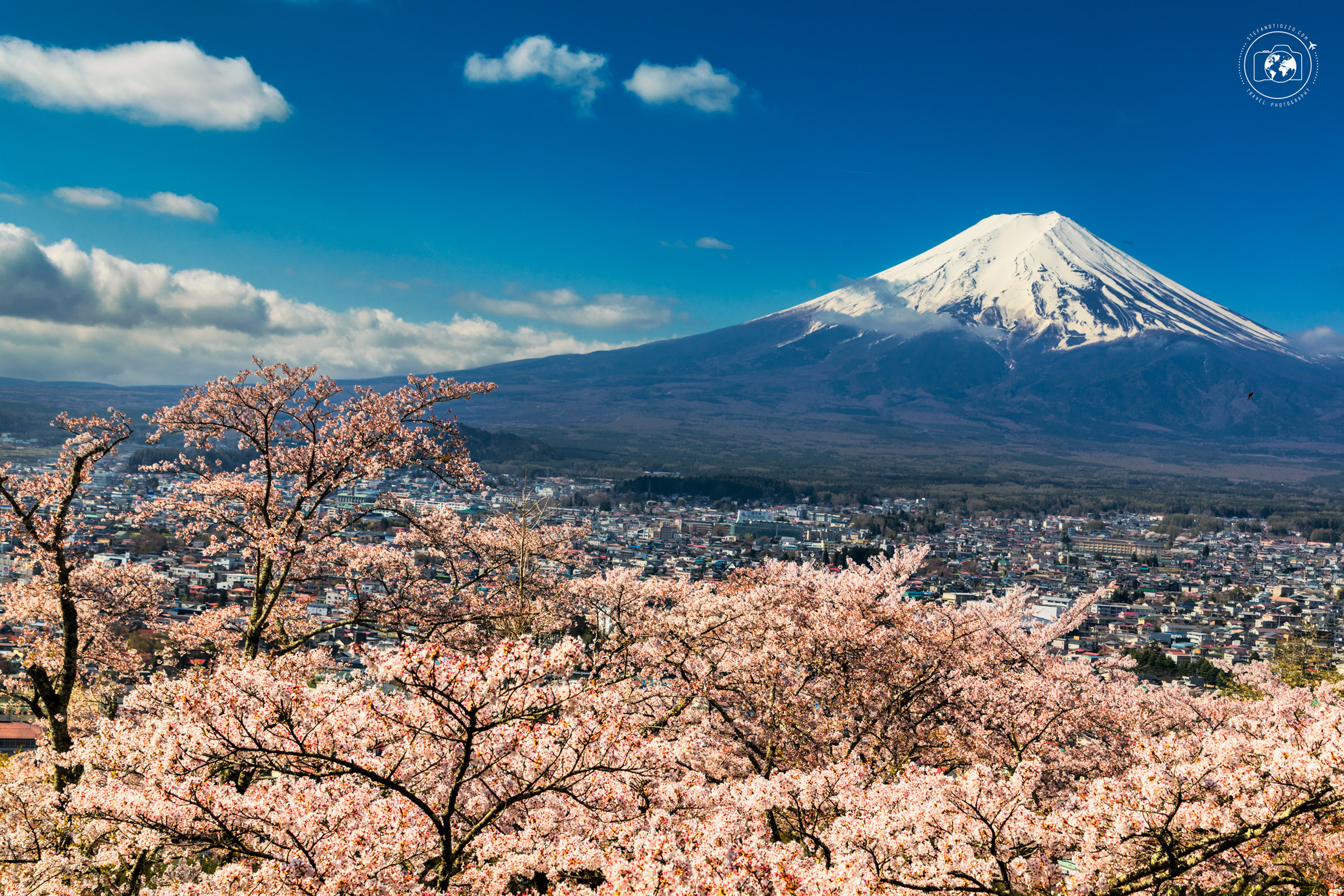 Fuji-sakura