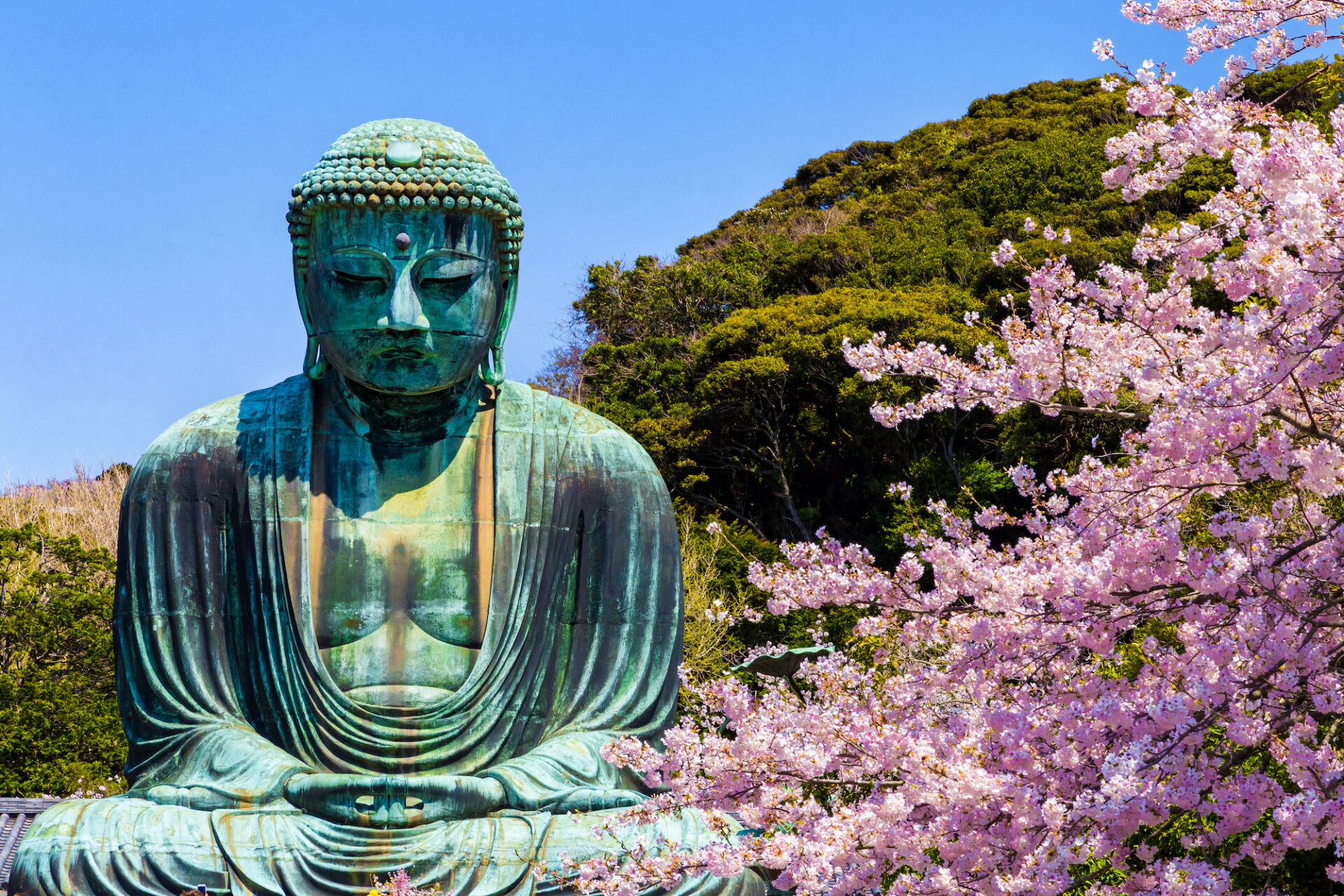 The,Great,Buddha,In,Kamakura,Japan.the,Foreground,Is,Cherry,Blossoms.located